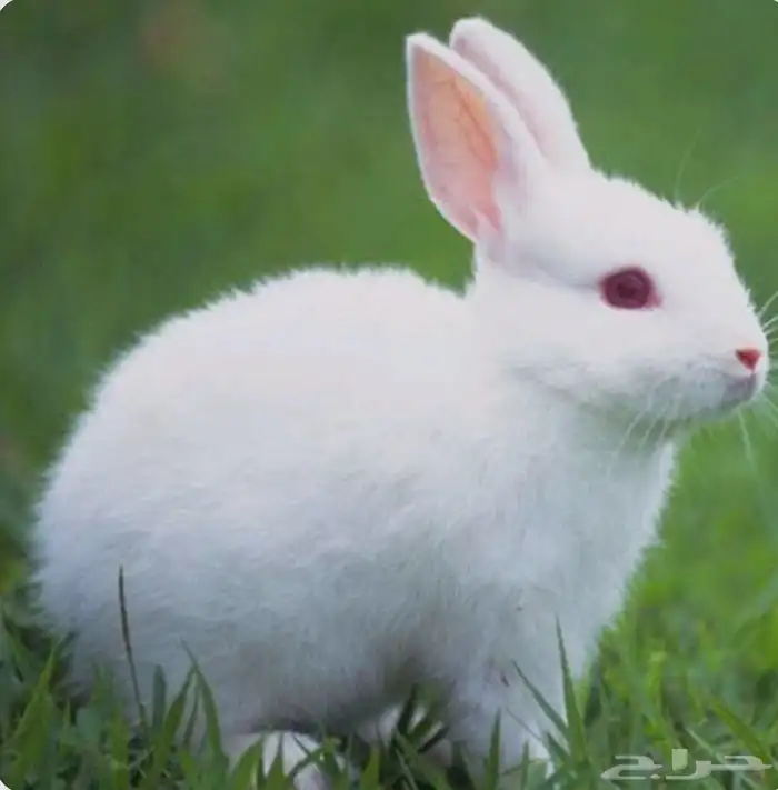 مربيه حيوانات بالايام و الاسبوع 4