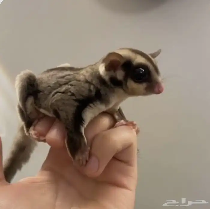 مربيه حيوانات بالايام و الاسبوع 3