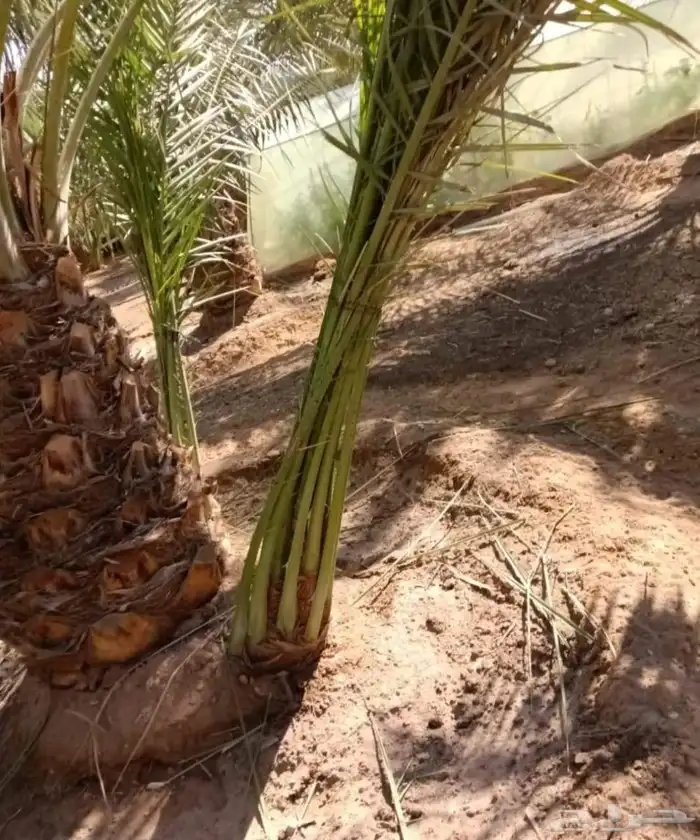 نخل واشنطني زينه نخيل وشنطونيا الرياض وجميع المناطق 8