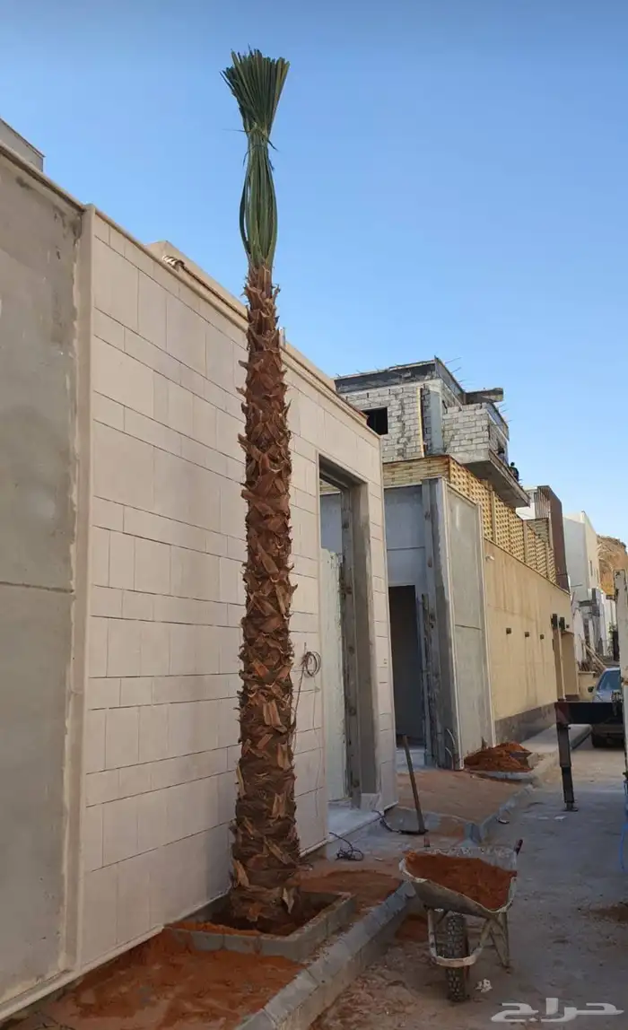 نخل واشنطني زينه نخيل وشنطونيا الرياض وجميع المناطق 1
