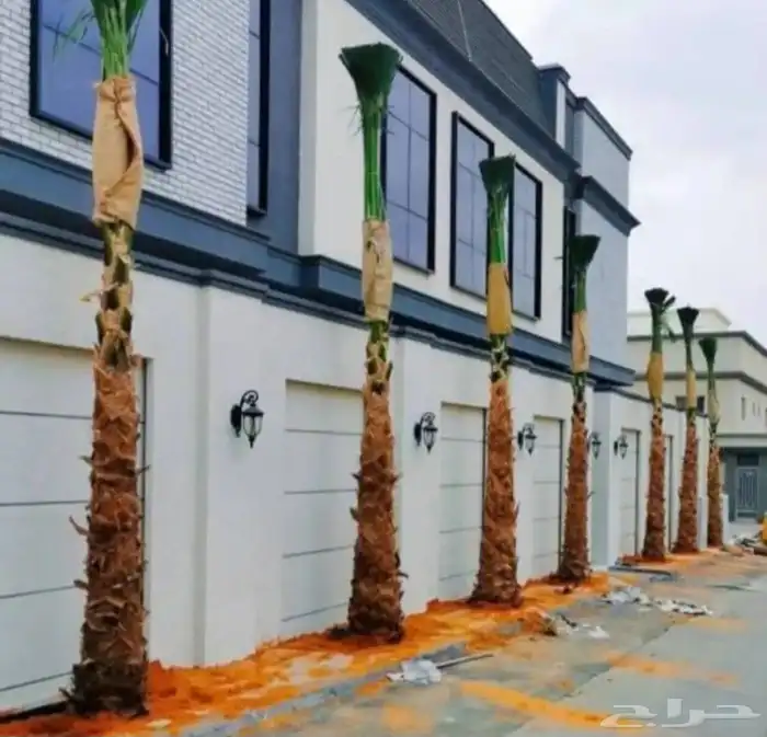 نخيل واشنطني جميع المقاسات ونوصل جميع مناطق المملكة 2