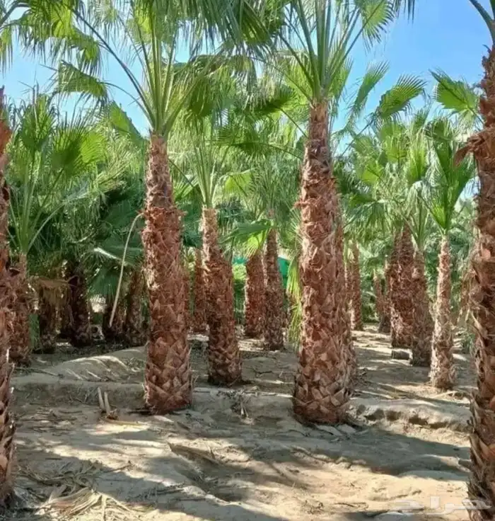 نخيل واشنطني جميع المقاسات ونوصل جميع مناطق المملكة 1