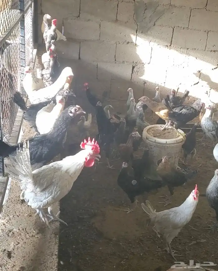 فراريج وبط للبيع 2