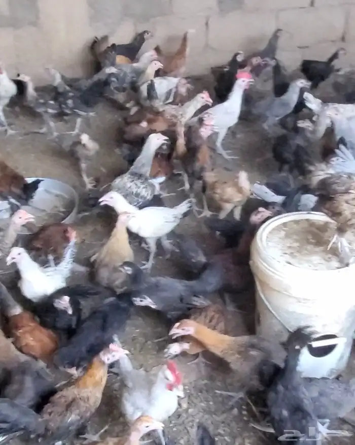 فراريج وبط للبيع 1
