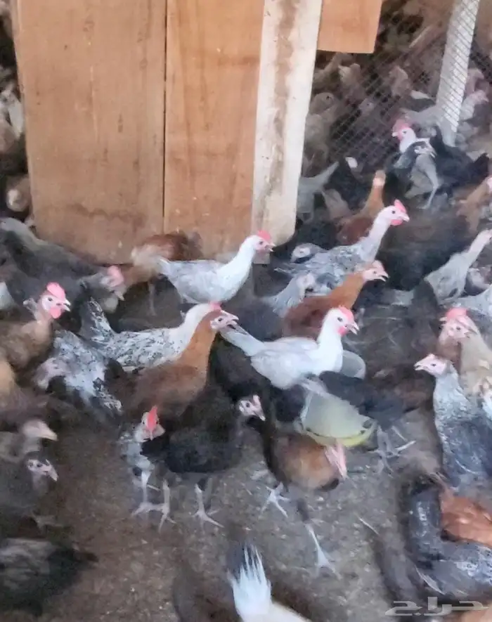 فراريج وبط للبيع 0