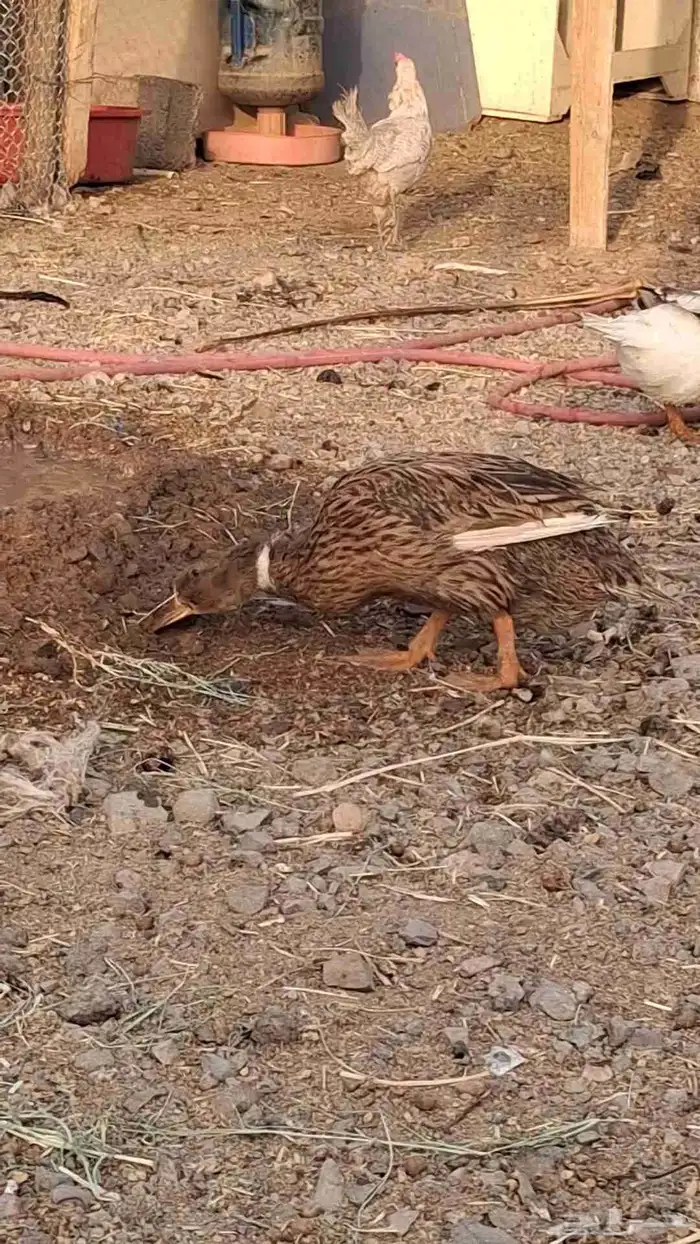بط للبيع 2