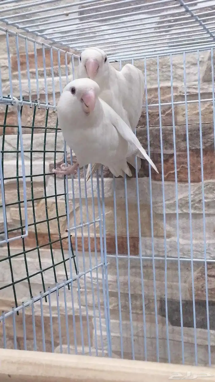 جوز روز البينو 3