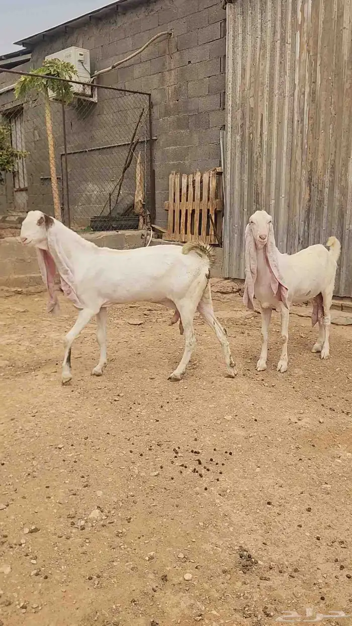 عنزين هولندية طيبة وجروم طيبة مضاريع شرط 2