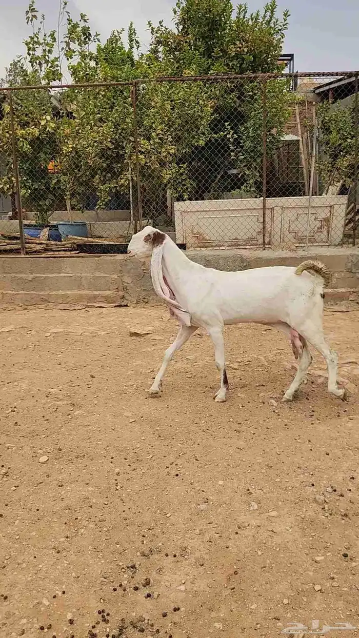 عنزين هولندية طيبة وجروم طيبة مضاريع شرط 3