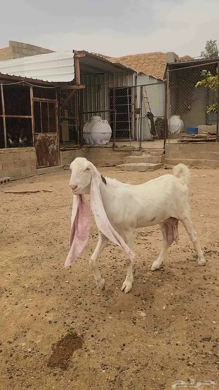 عنزين هولندية طيبة وجروم طيبة مضاريع شرط 1