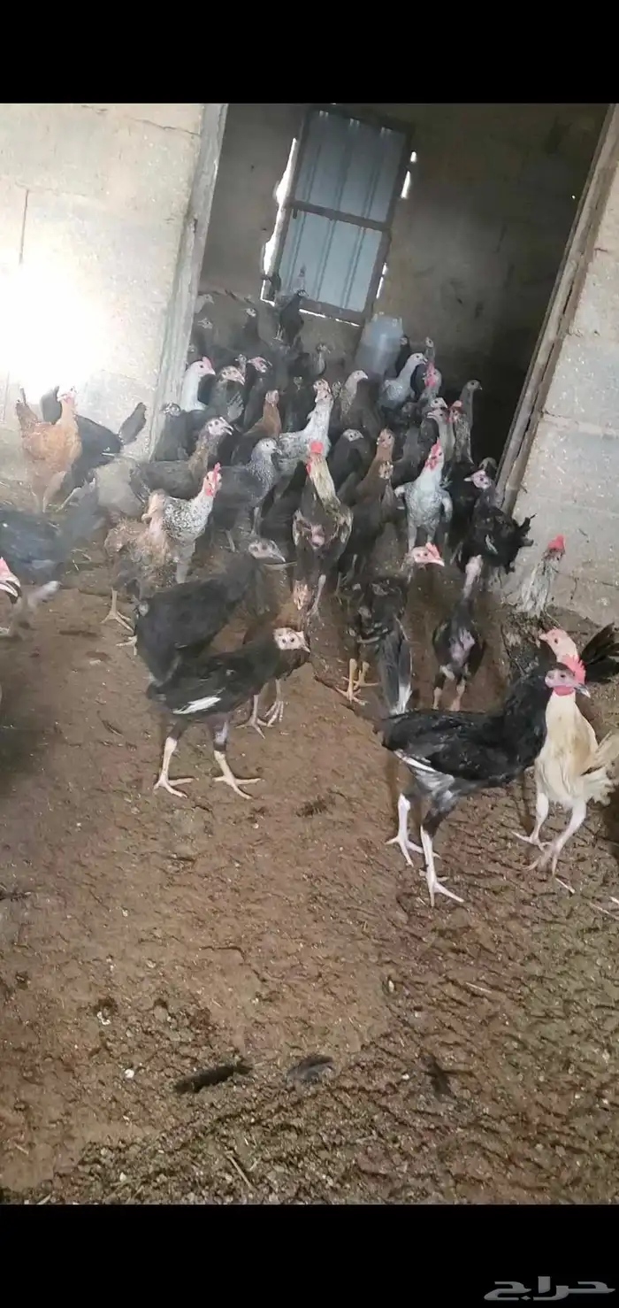 فراريج وبط للبيع 4