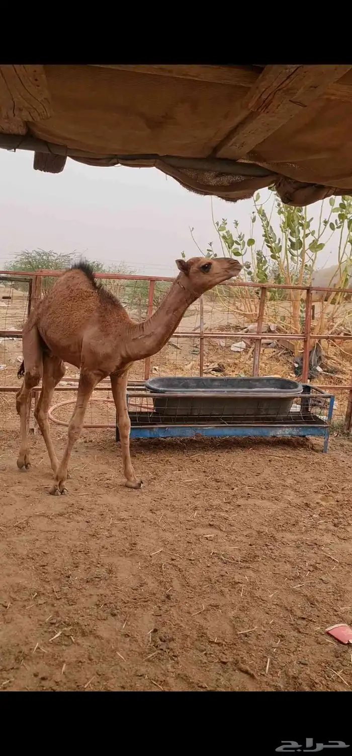 قعود لباني للبيع  تم البيع خارج الموقع 2
