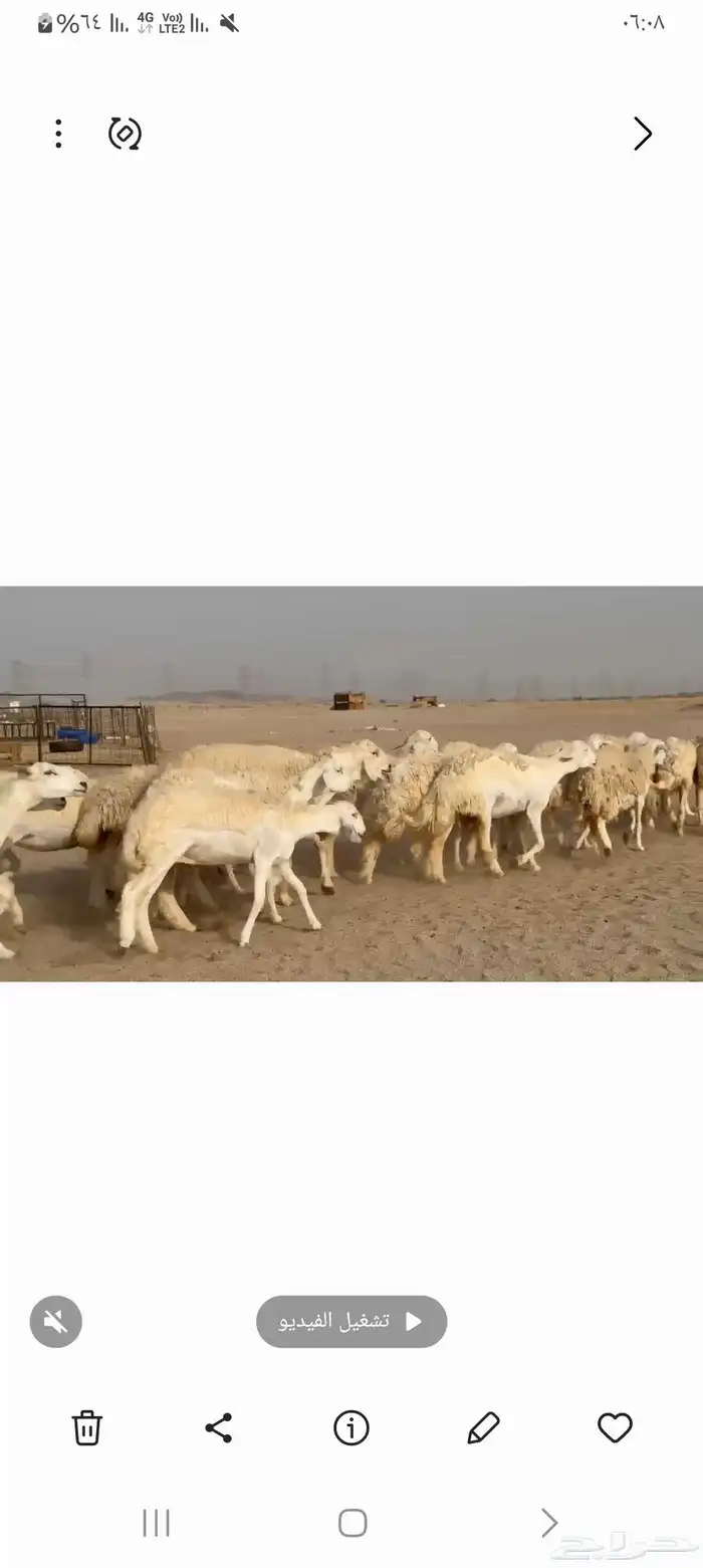 غنم حريات خالفات جروم ودفيع طيبه عددها 34راس 5