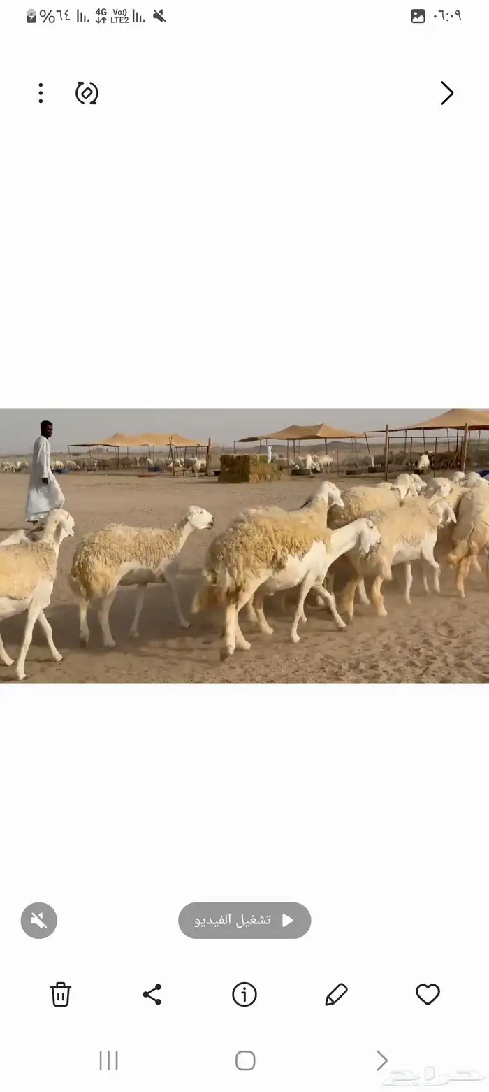 غنم حريات خالفات جروم ودفيع طيبه عددها 34راس 4