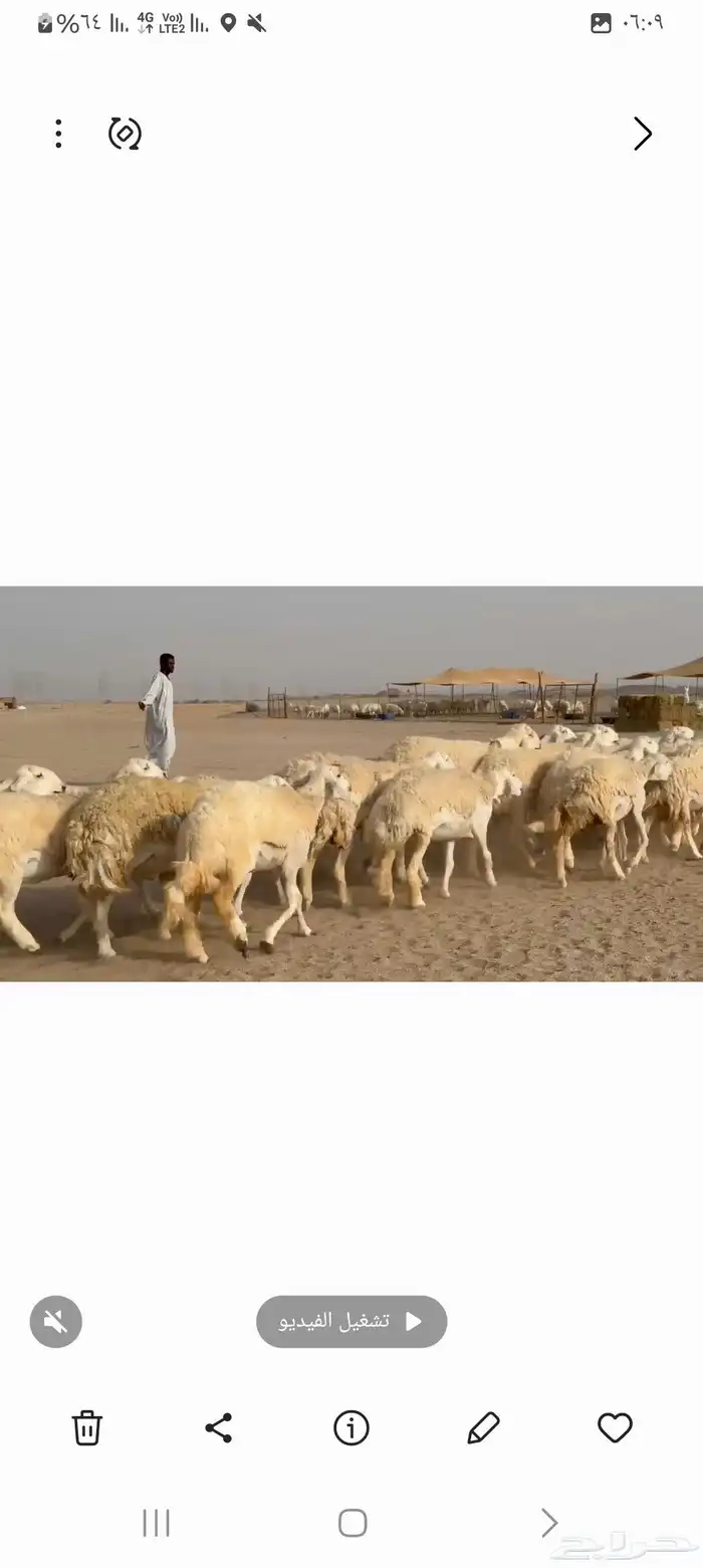 غنم حريات خالفات جروم ودفيع طيبه عددها 34راس 3