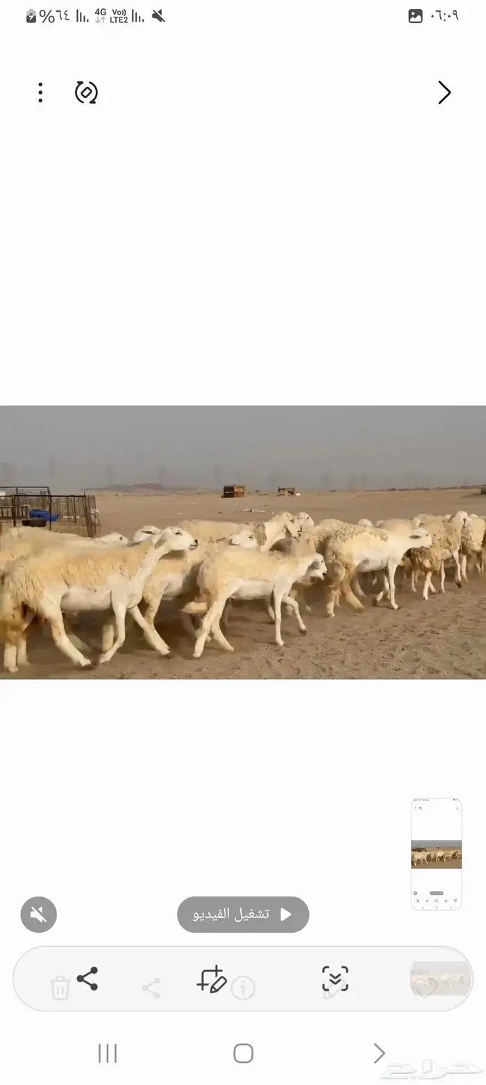 غنم حريات خالفات جروم ودفيع طيبه عددها 34راس 0