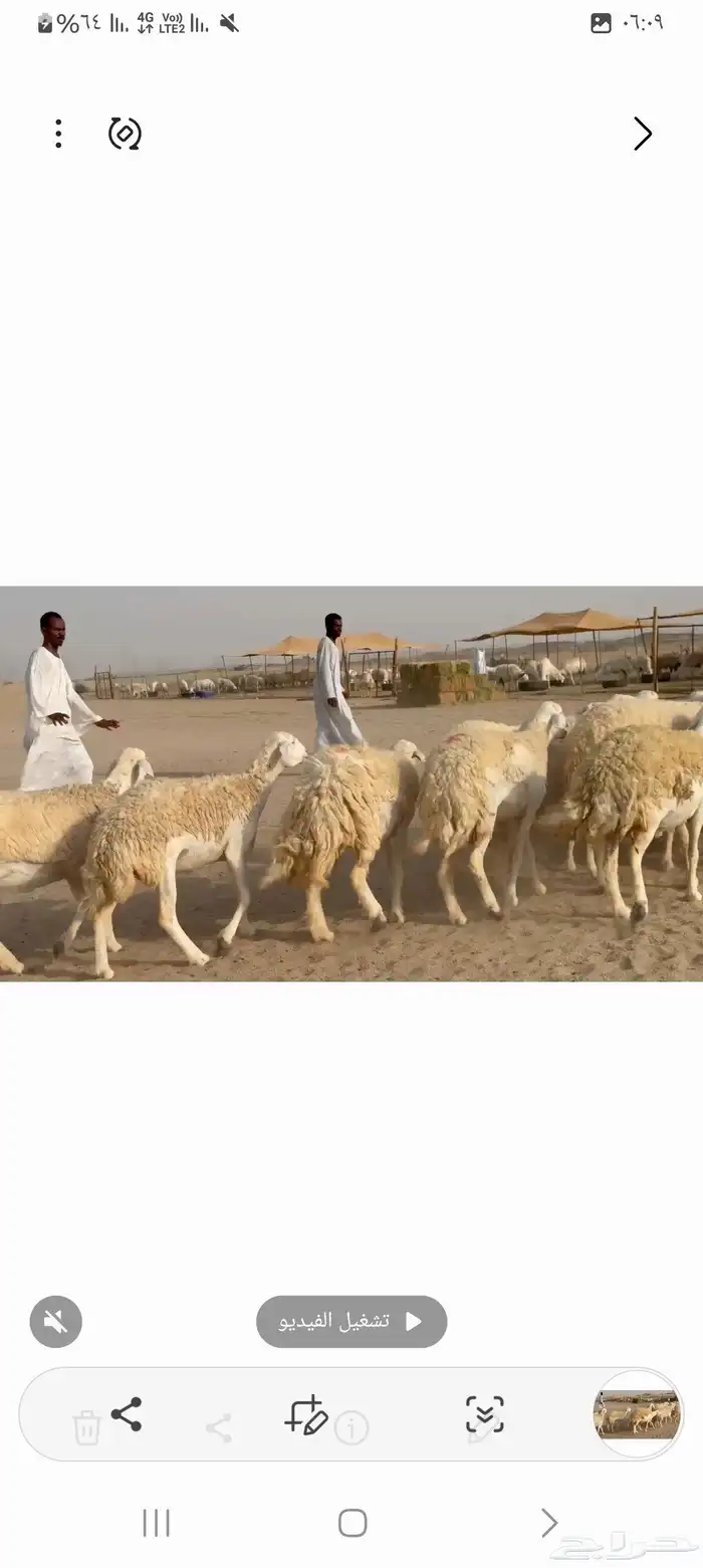 غنم حريات خالفات جروم ودفيع طيبه عددها 34راس 6