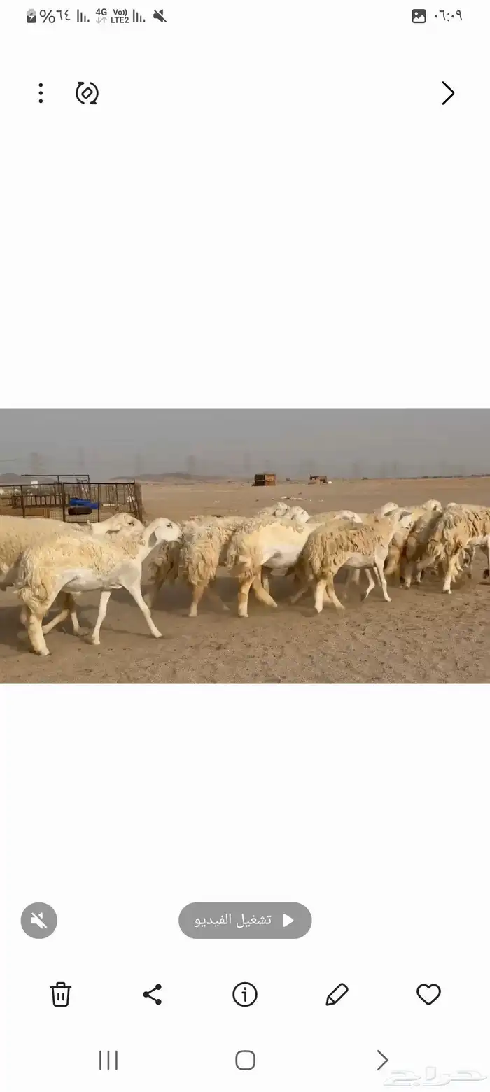غنم حريات خالفات جروم ودفيع طيبه عددها 34راس 1