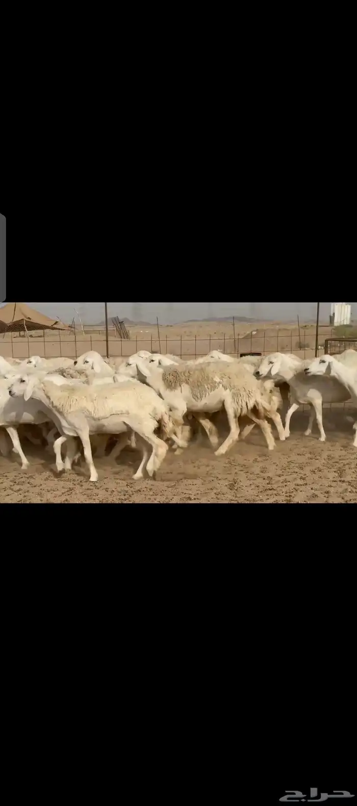 غنم حريات رخال صنف 7