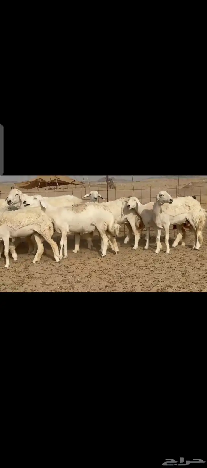 غنم حريات رخال صنف 4