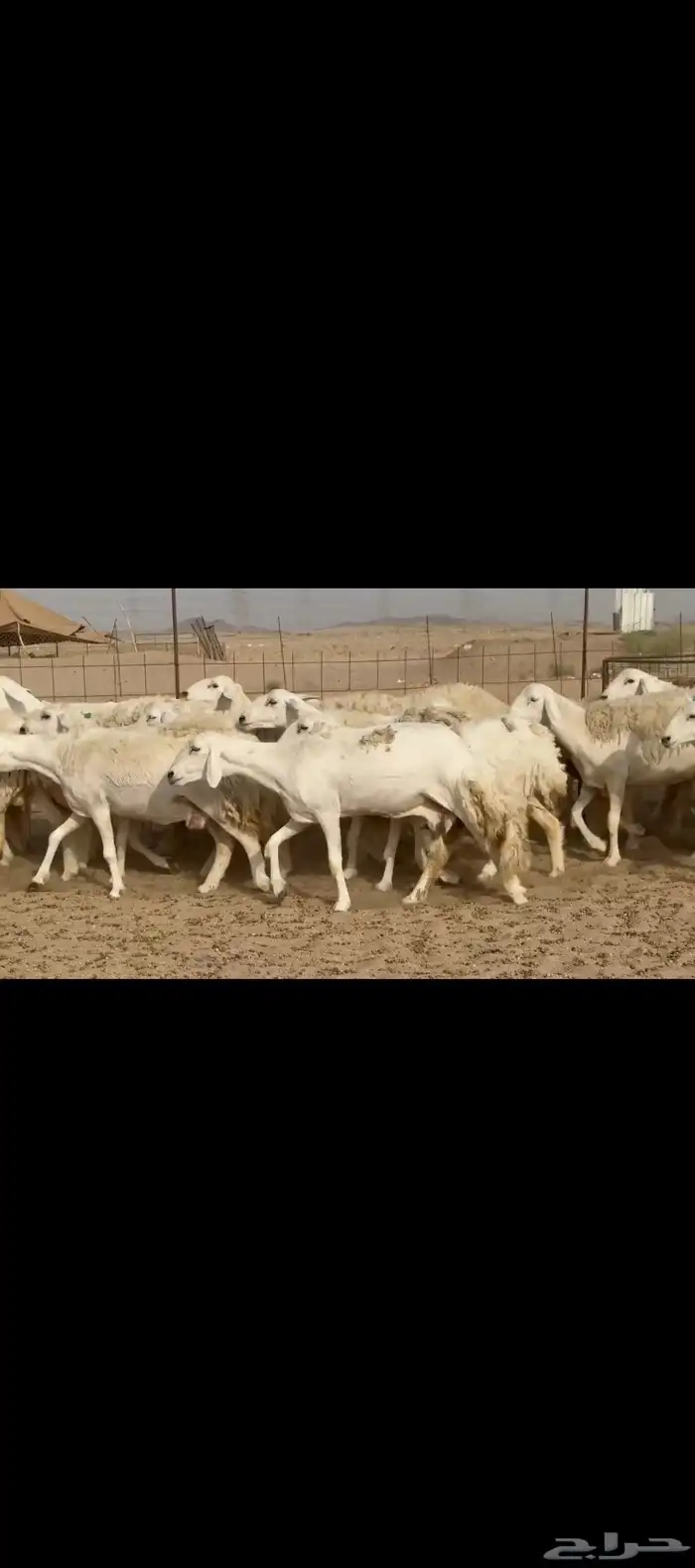 غنم حريات رخال صنف 8