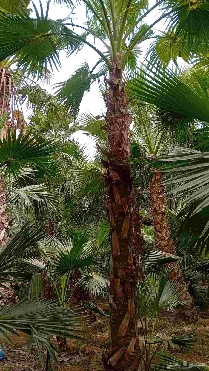 نخيل واشنطن ابو مروحه درجه اولى 0