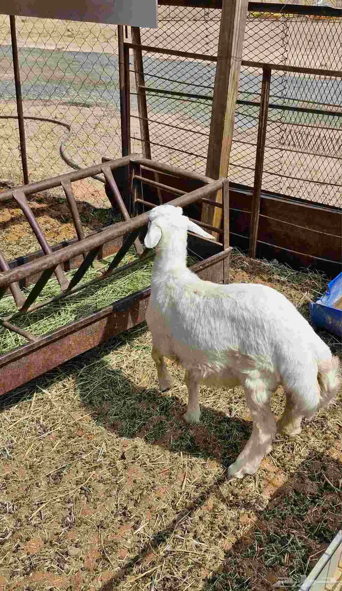ذبايح نعيم وحري للبيع في ملهم 4