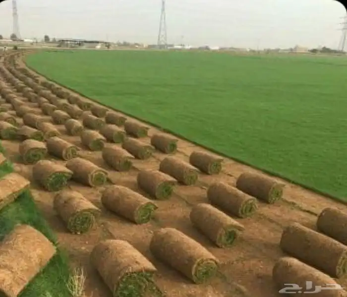 توريد وزراعه جميع انواع النخيل 7