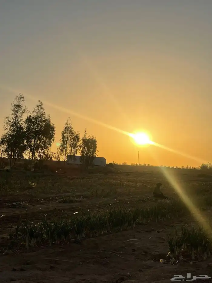 مزرعه الجار اليوم 1200 0