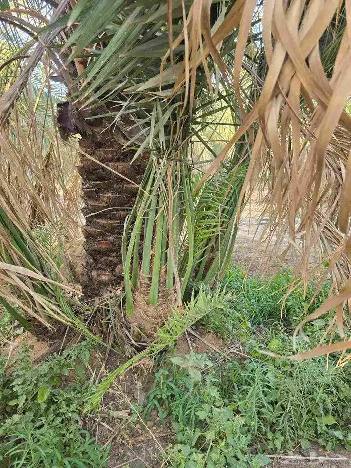 نخيل فسائل فراخه نخل للبيع مشكلات نادره. الزلفي اللغاط شقرا 2