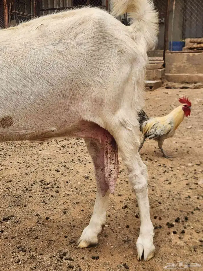 عنزين هولندية طيبة وجروم طيبة مضاريع شرط 6