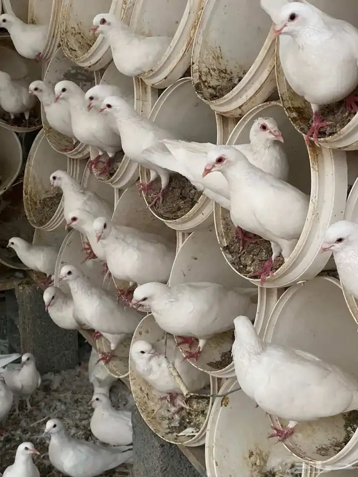 مدير مشريع حمام وفرز 0