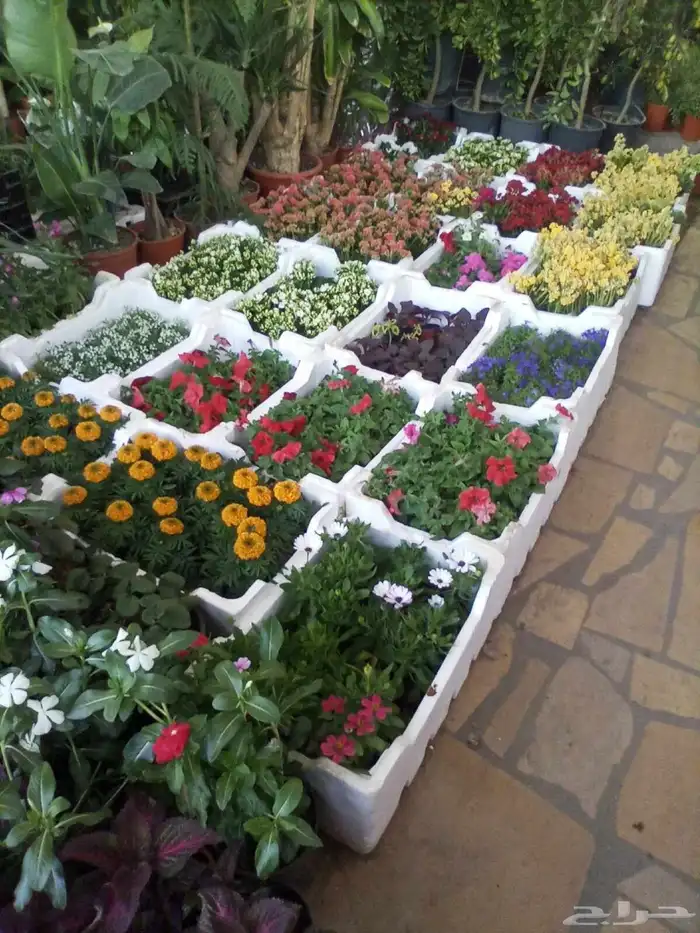 تنسيق حدائق عادي أوتوماتيك ونخل وتيل صناعي وطبيعي 8