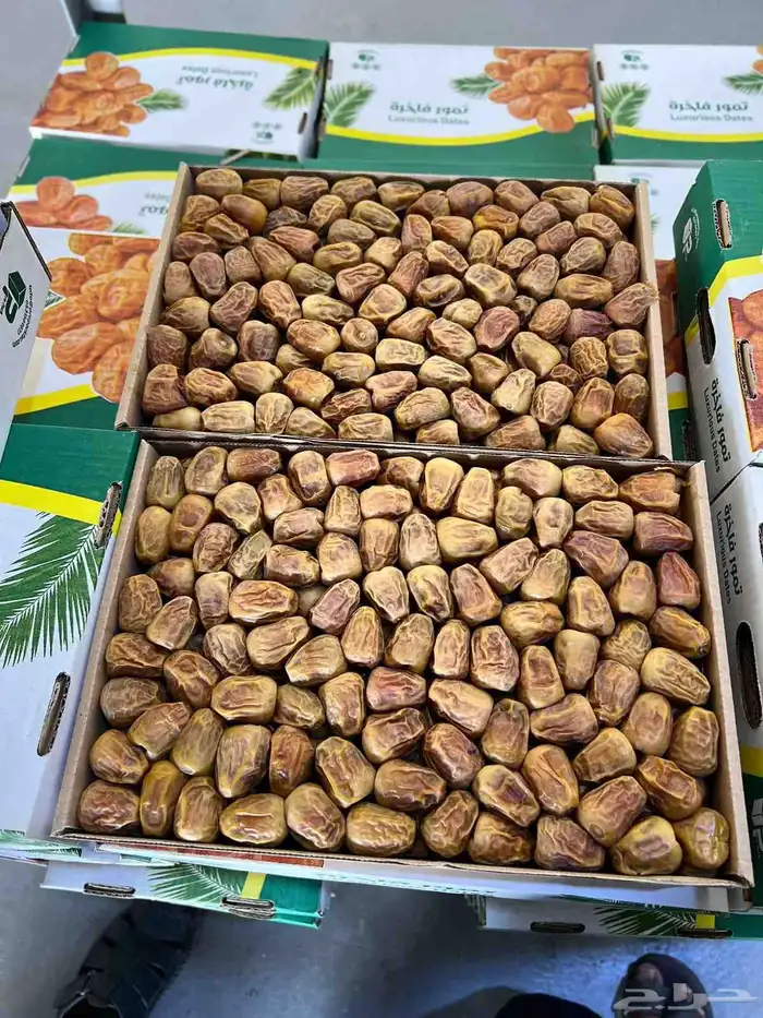 تمر مفتل سكري 1