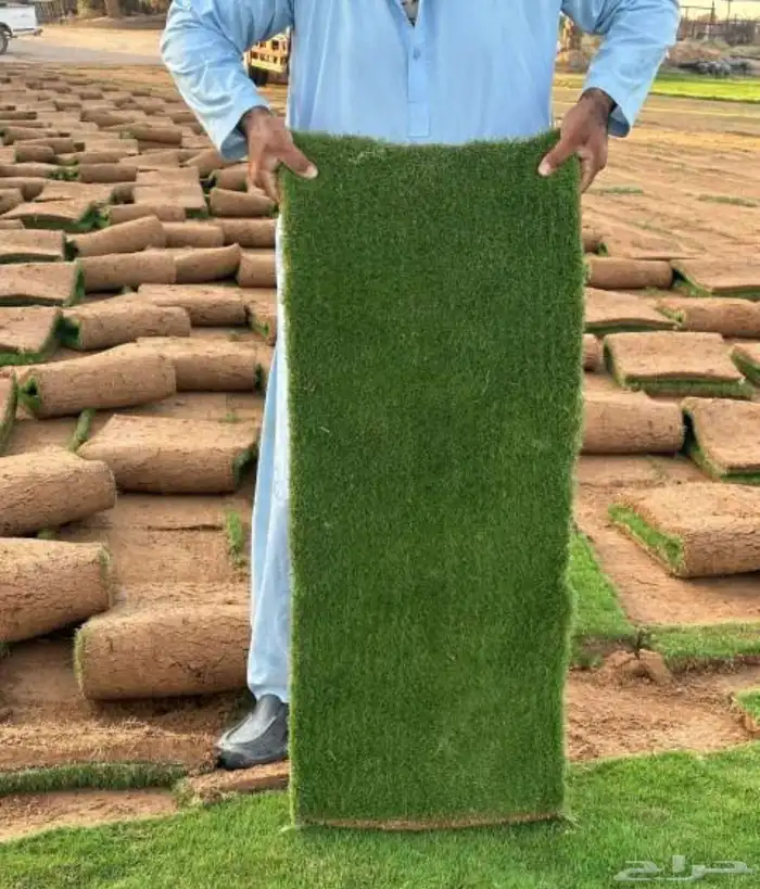 توريد وزراعه جميع انواع النخيل 6