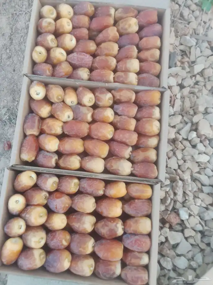 خراف رطبة في حريملاء 2