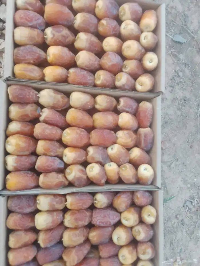 خراف رطبة في حريملاء 5