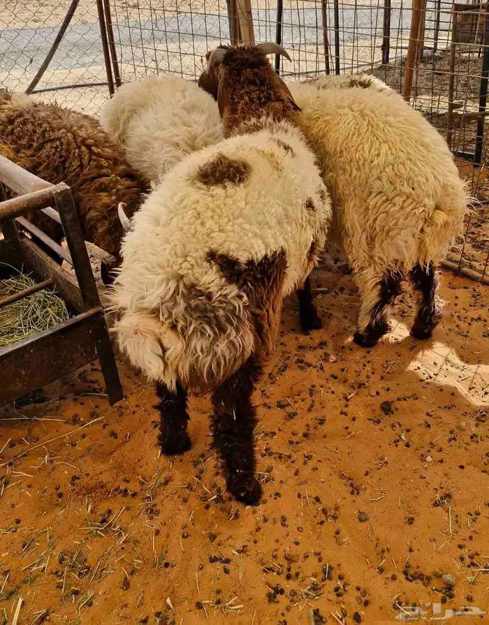 ذبايح نعيم وحري للبيع في ملهم 2