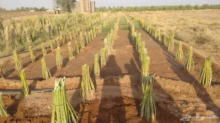 السلام عليكم ورحمة الله وبركاته يوجد لدينا جميع انواع النخيل 5