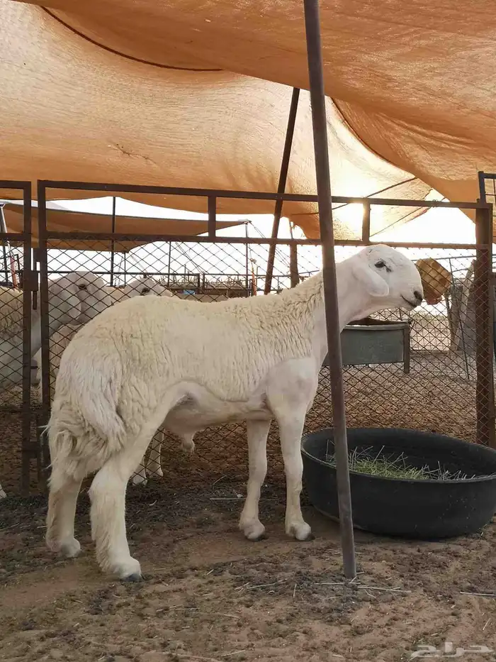 مشروع فحل حري تم البيع 0