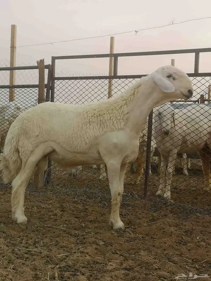 مشروع فحل حري تم البيع 1