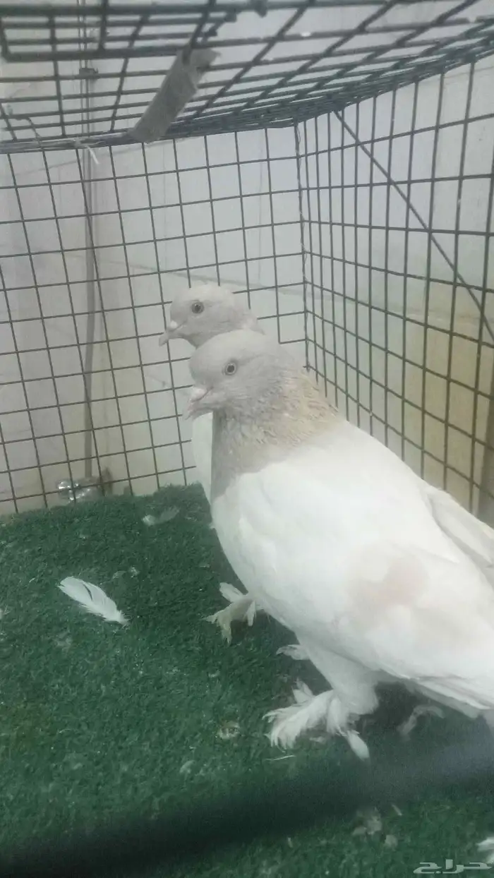 للبيع زوج ليموني 6