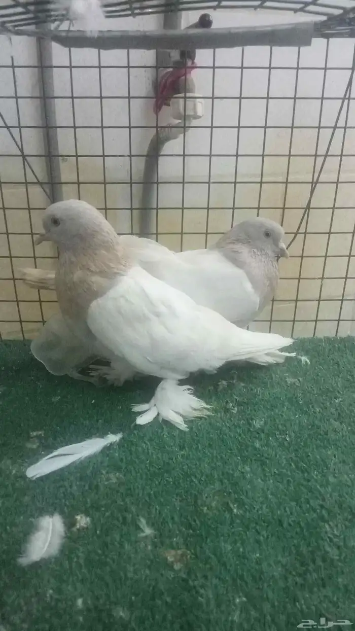 للبيع زوج ليموني 4
