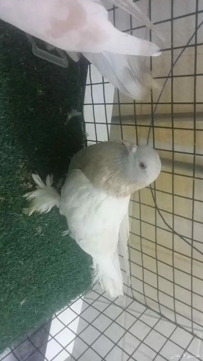 للبيع زوج ليموني 1