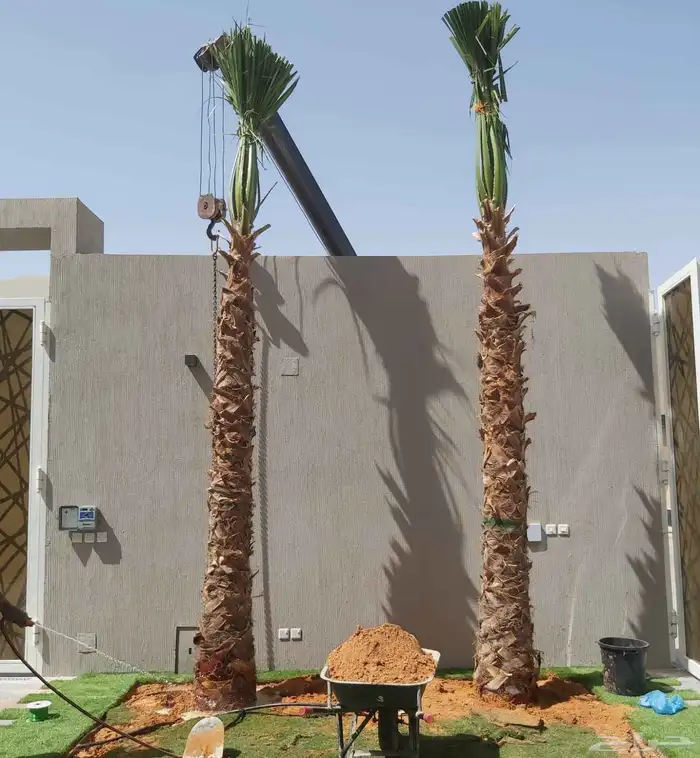 نخل واشنطني 1