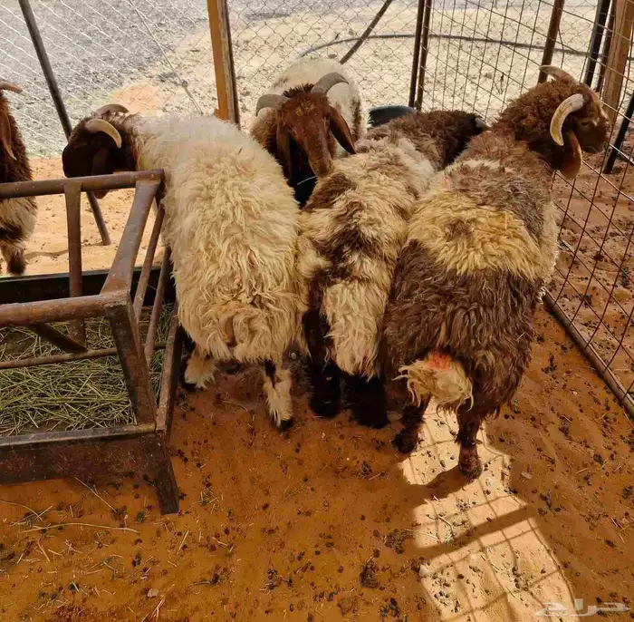 ذبايح نعيم وحري للبيع في ملهم 8