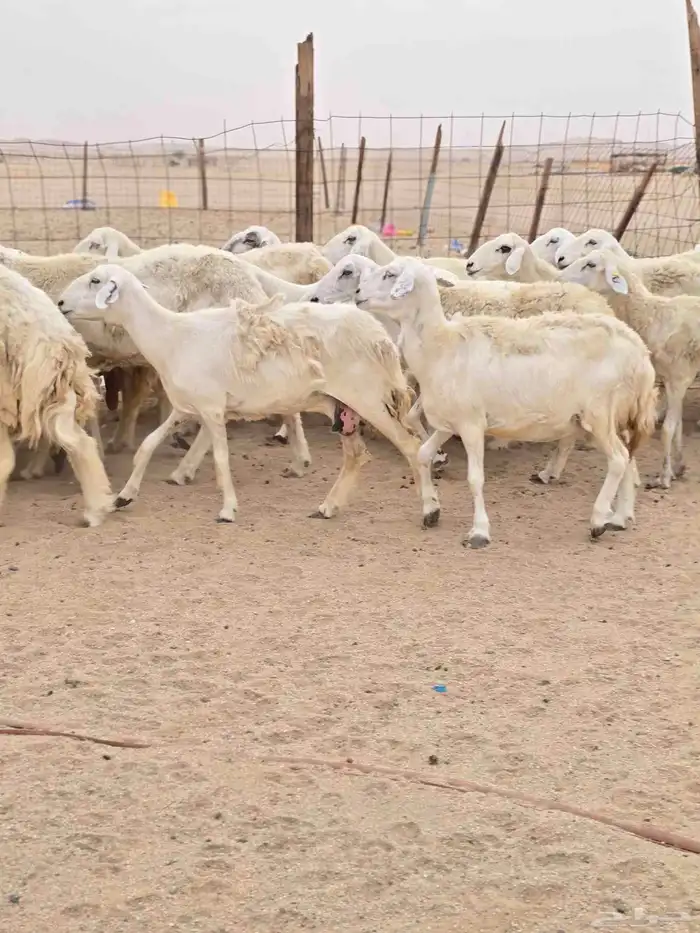 ضان خلفات 7