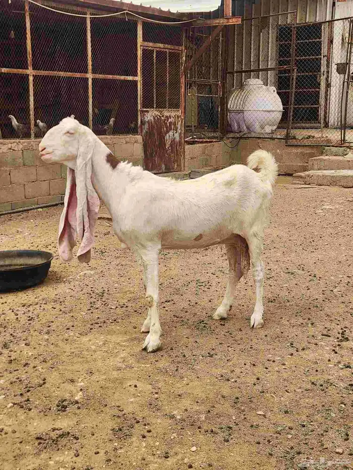 عنزين هولندية طيبة وجروم طيبة مضاريع شرط 0