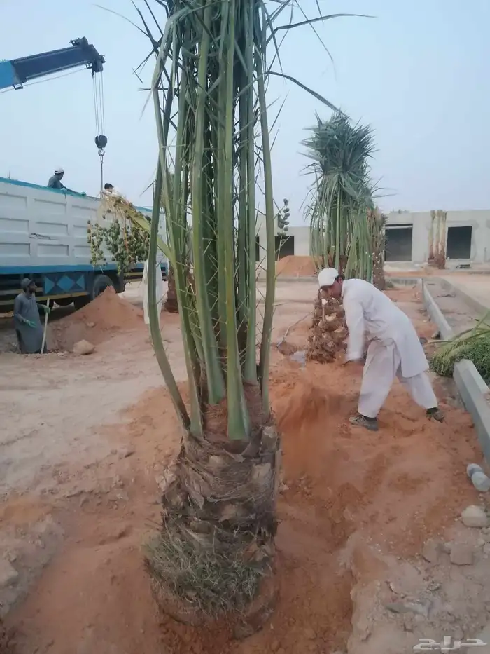 نخيل 5