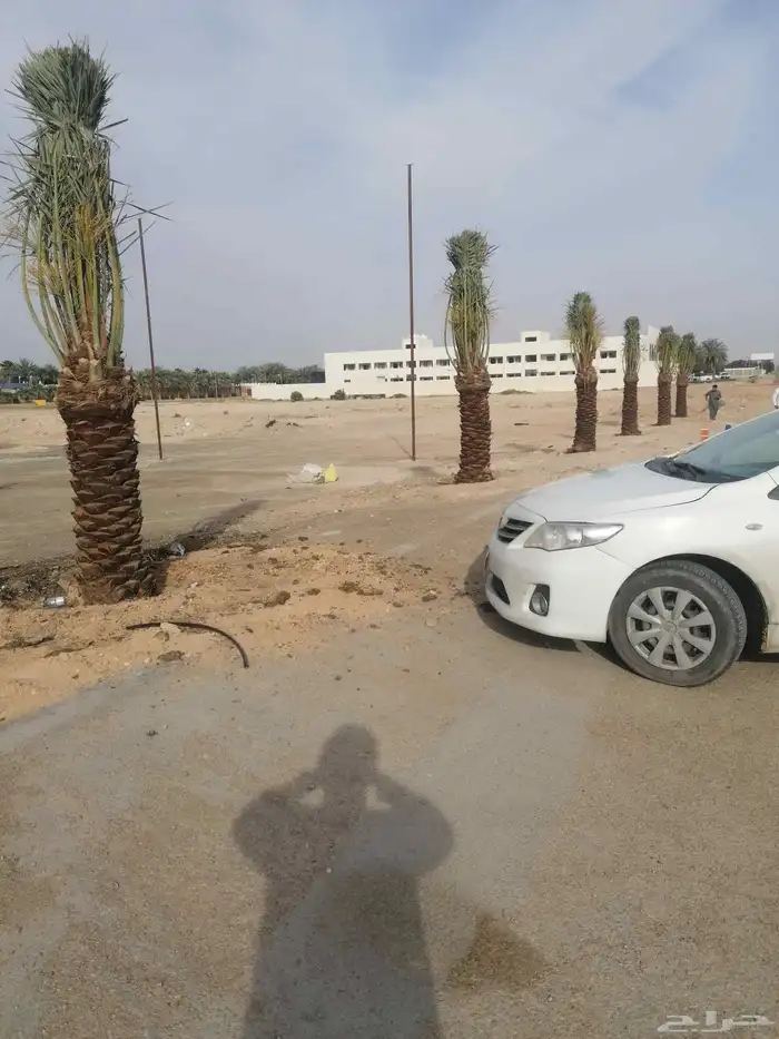 نخيل 6